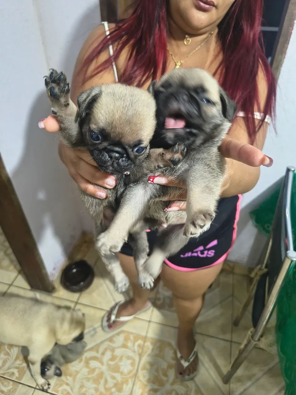 Cachorro  - Foto 3