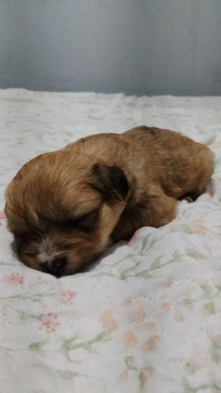 Filhotes de Lhasa 