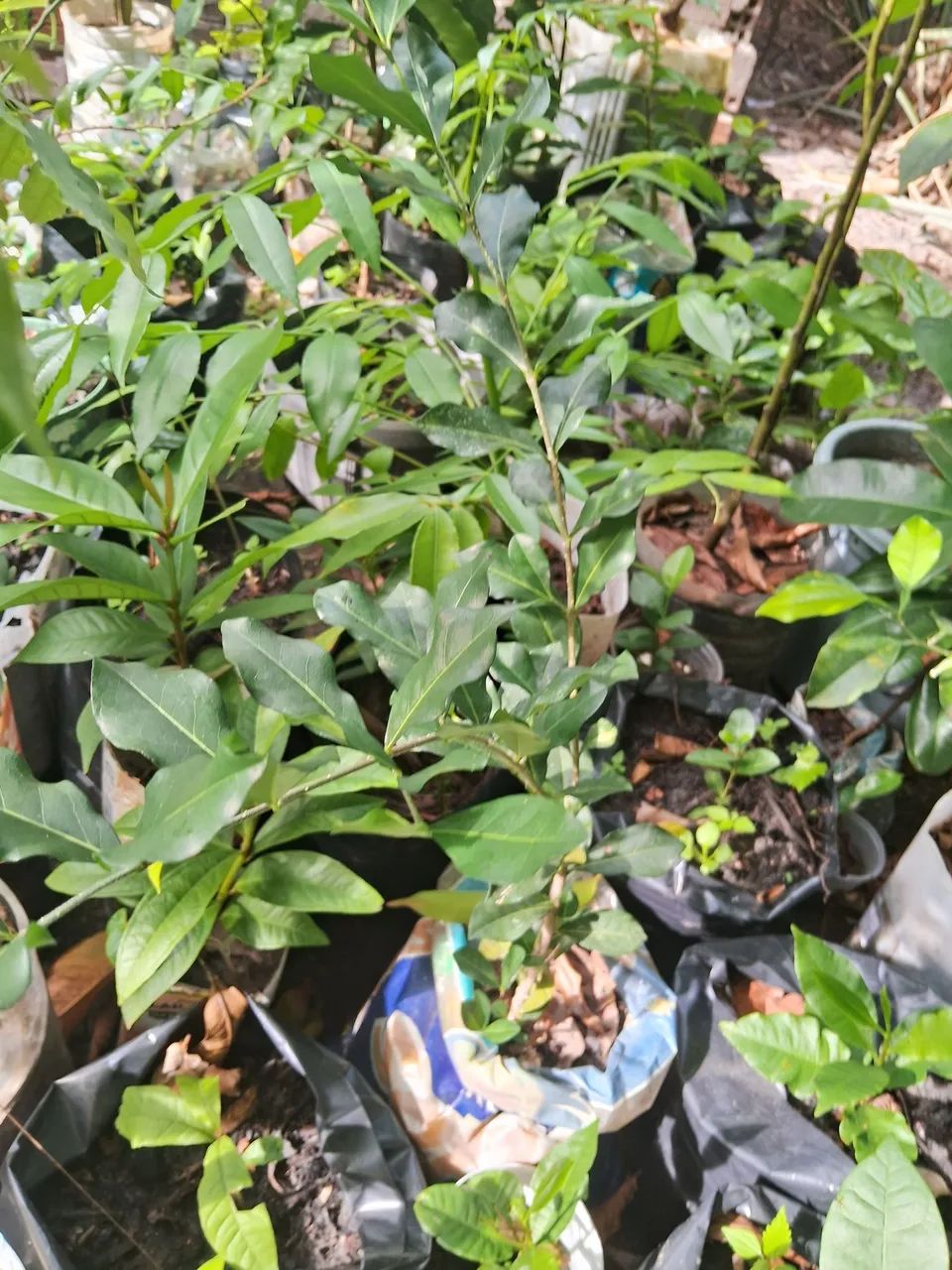 Plantas frutíferas  - Foto 6