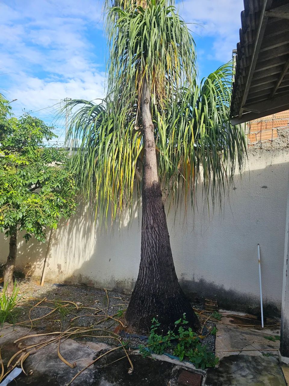 PALMEIRAS  Jardinagem LEIA O ANÚNCIO 