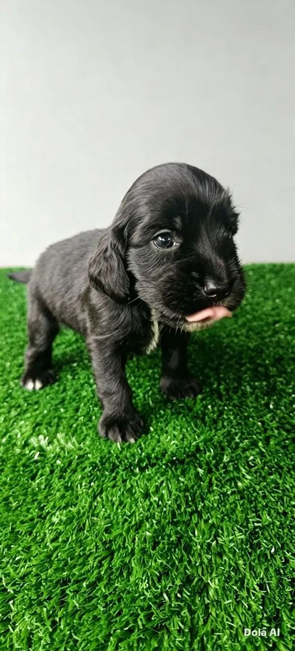 Cocker Spaniel Inglês  - Foto 5