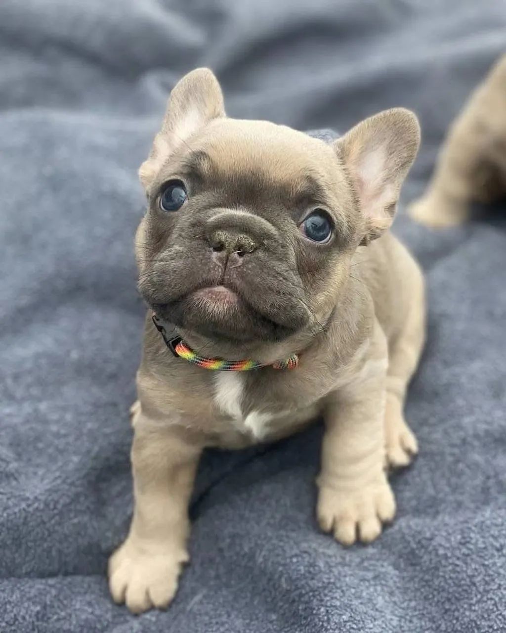 Vendo filhote de buldogue francês mini com documento  - Foto 2