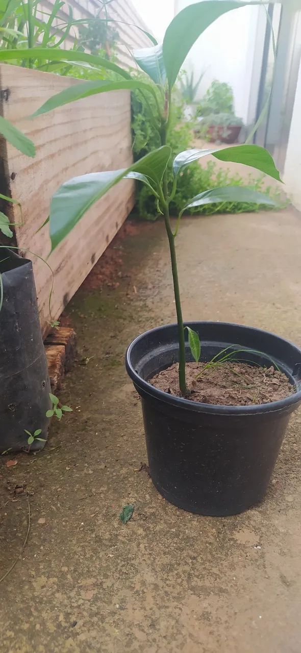 Muda de planta 30 reais  - Foto 4