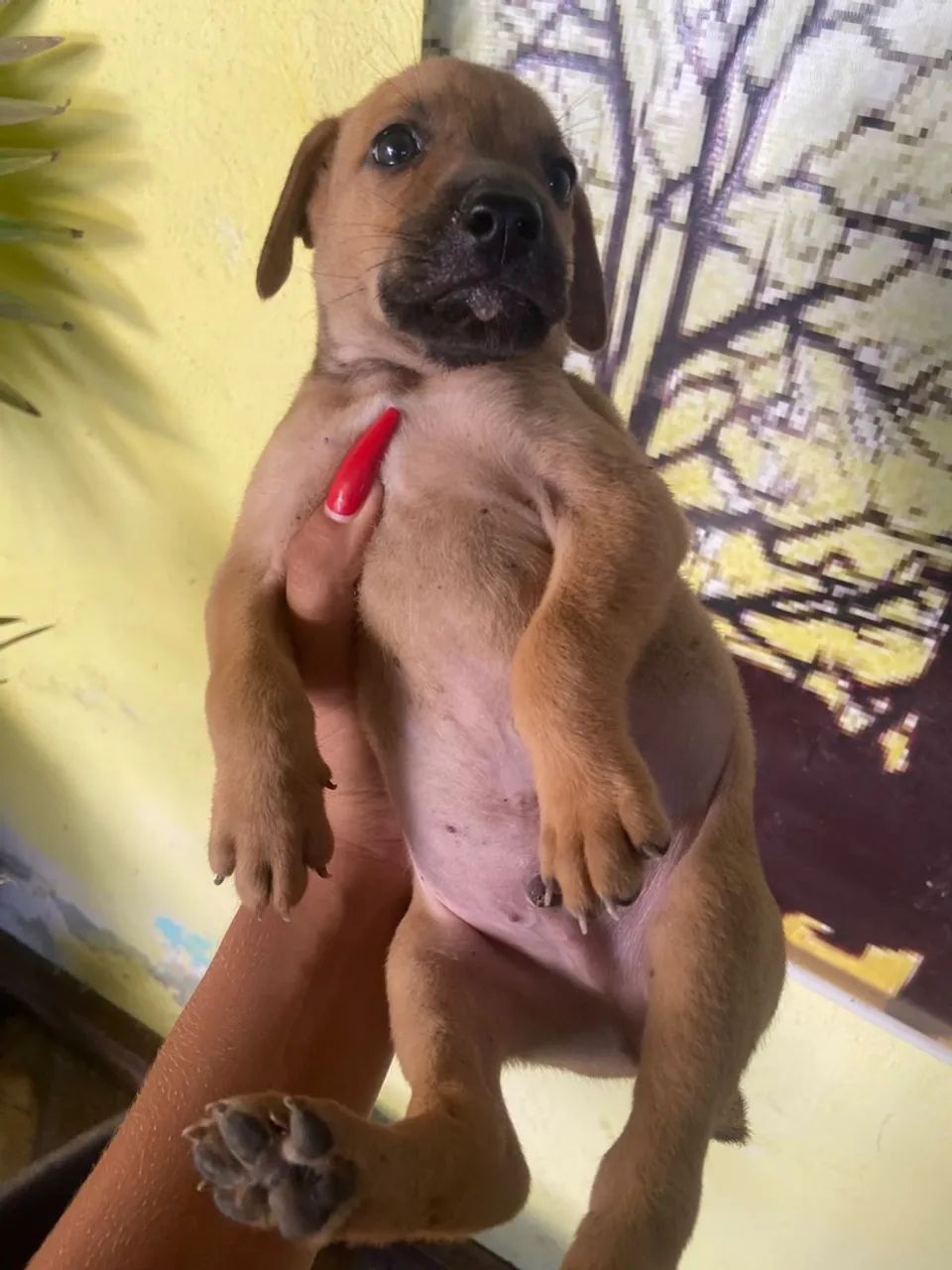 Doação de cachorro  - Foto 4