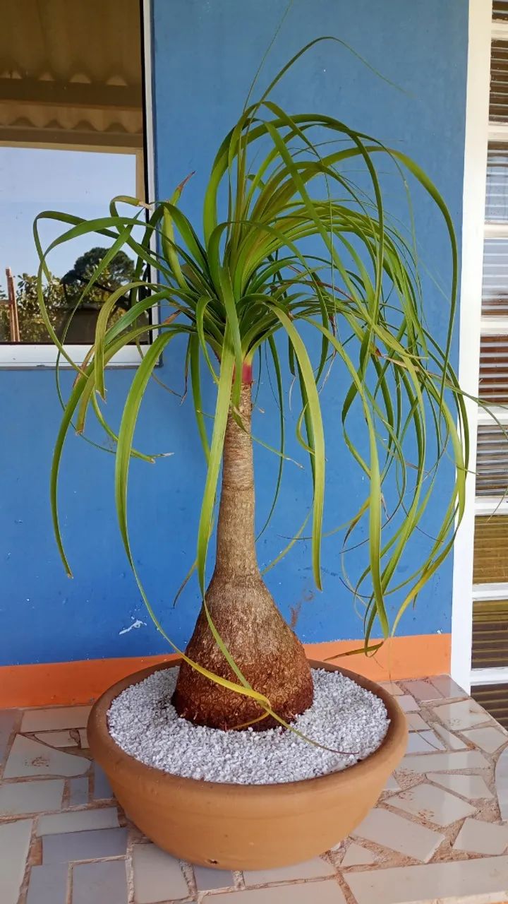 Plantas - Foto 3