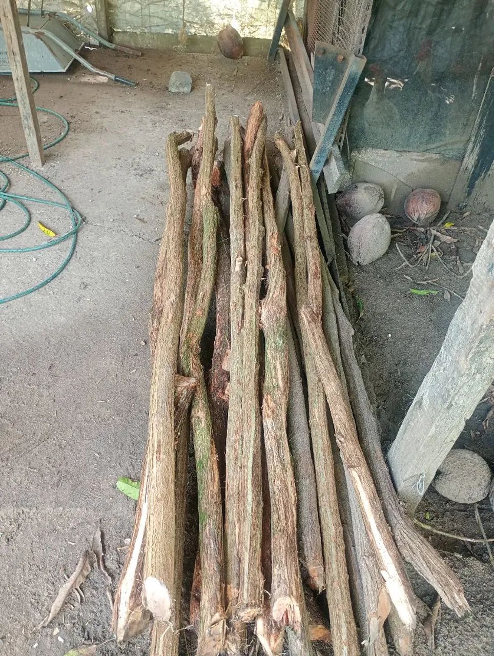 Vende-se estaca de sabiazeira  - Foto 2