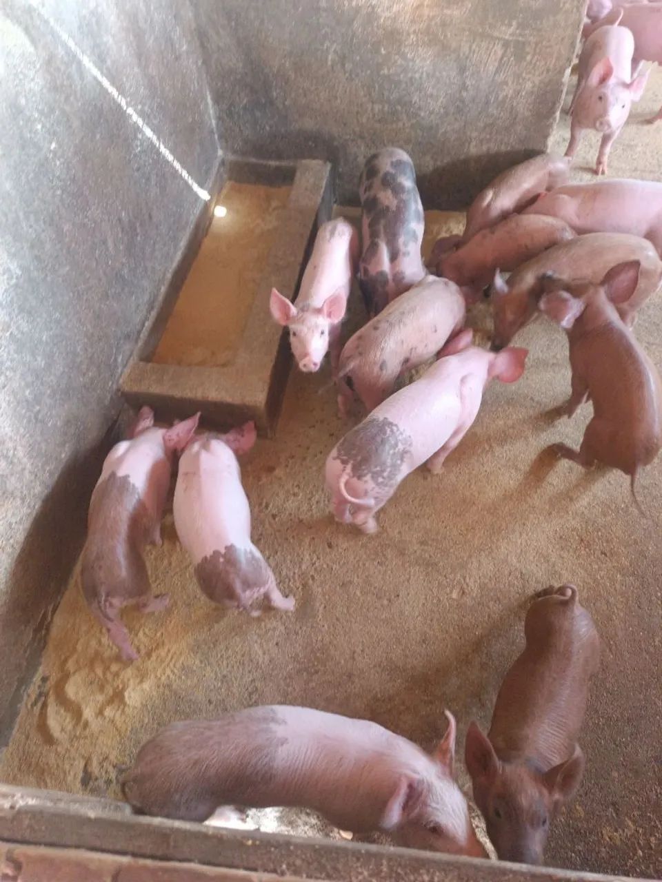 Porcos - Foto 3