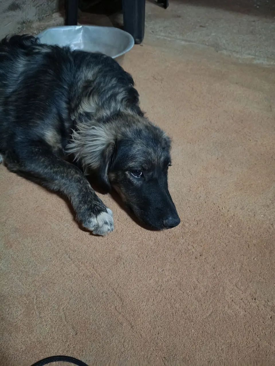 Doação de cachorrinho  - Foto 3