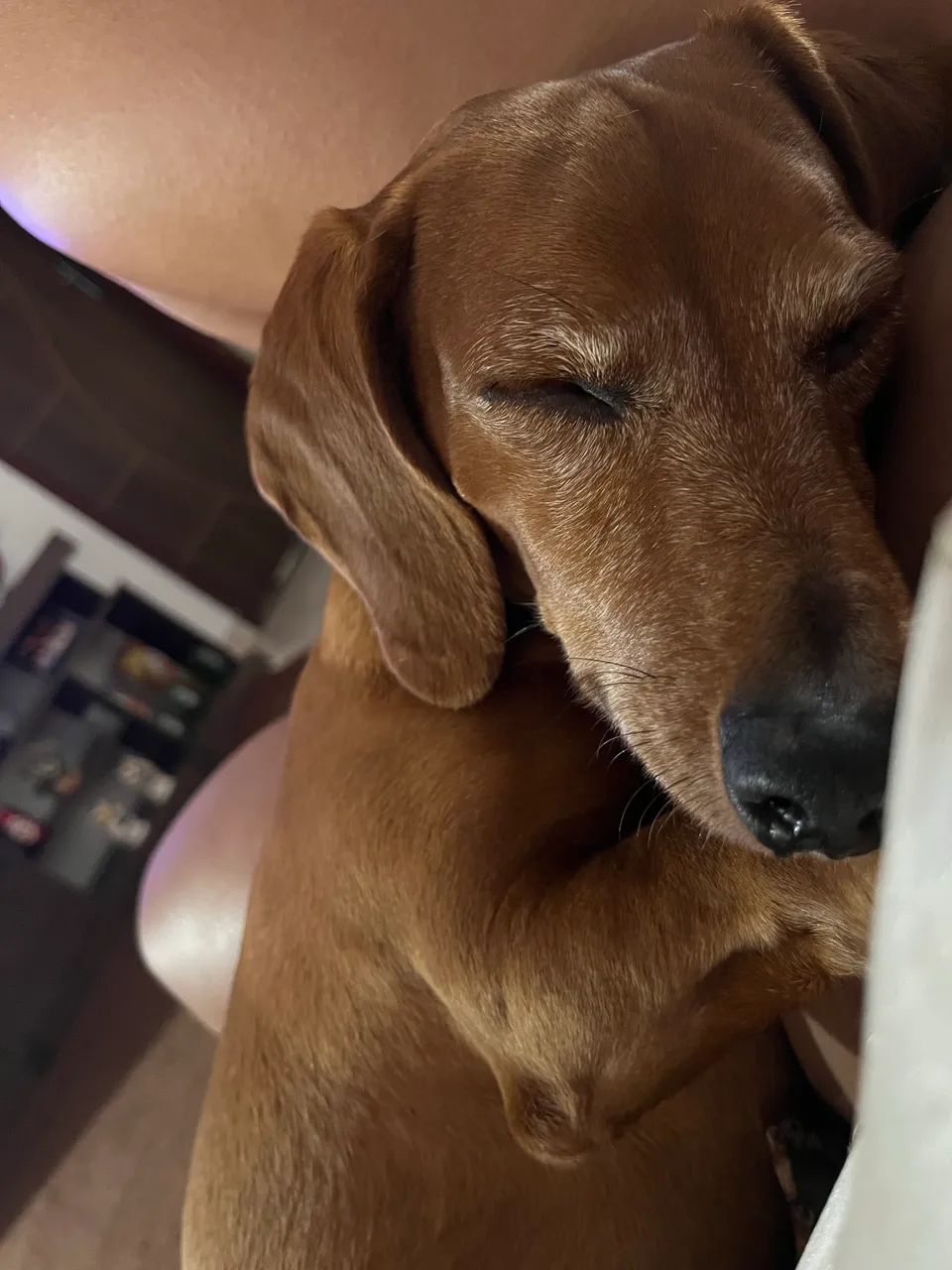 Filhotes de Dachshund - Foto 5