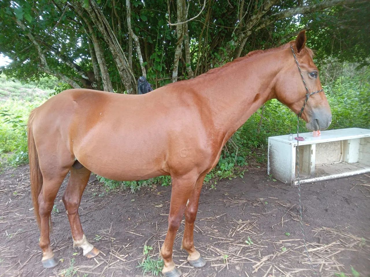 Cavalos ? ? ? na promoção  - Foto 3