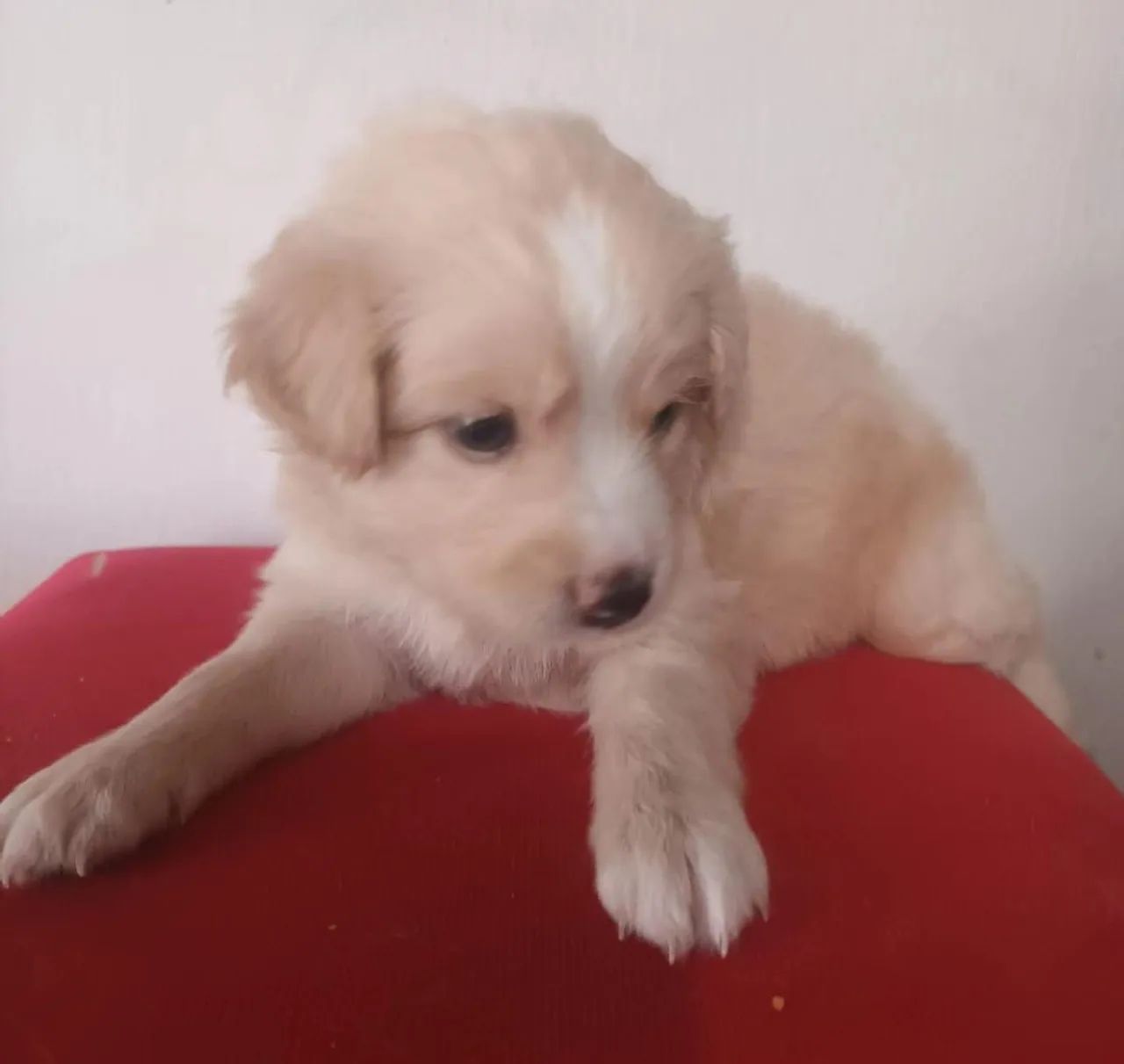 Filhotes e cachorro