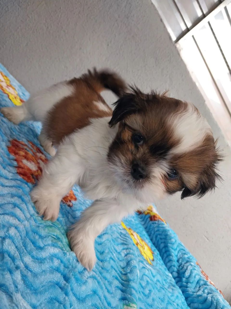 Shih-tzu Macho e Fêmea  - Foto 3