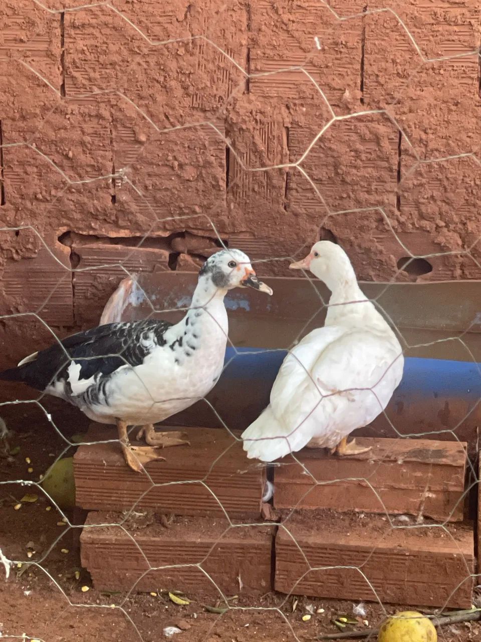 Patos  - Foto 2
