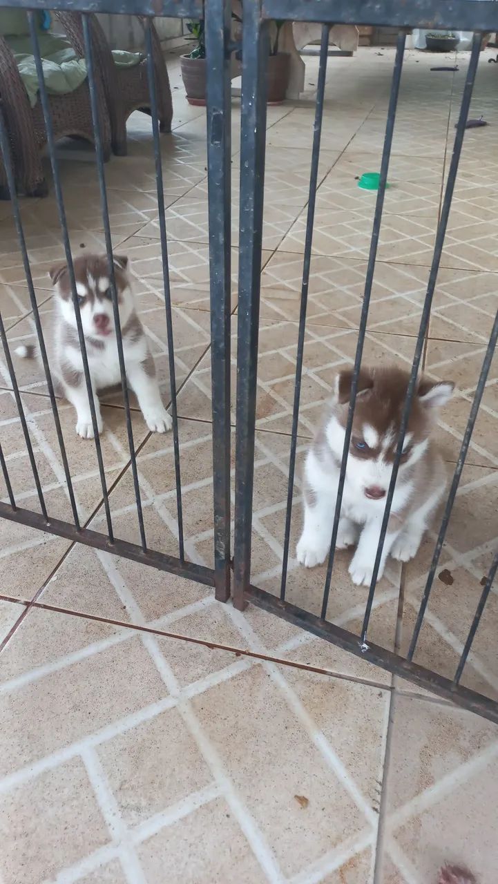 Filhotes de husky Siberiano - Foto 5