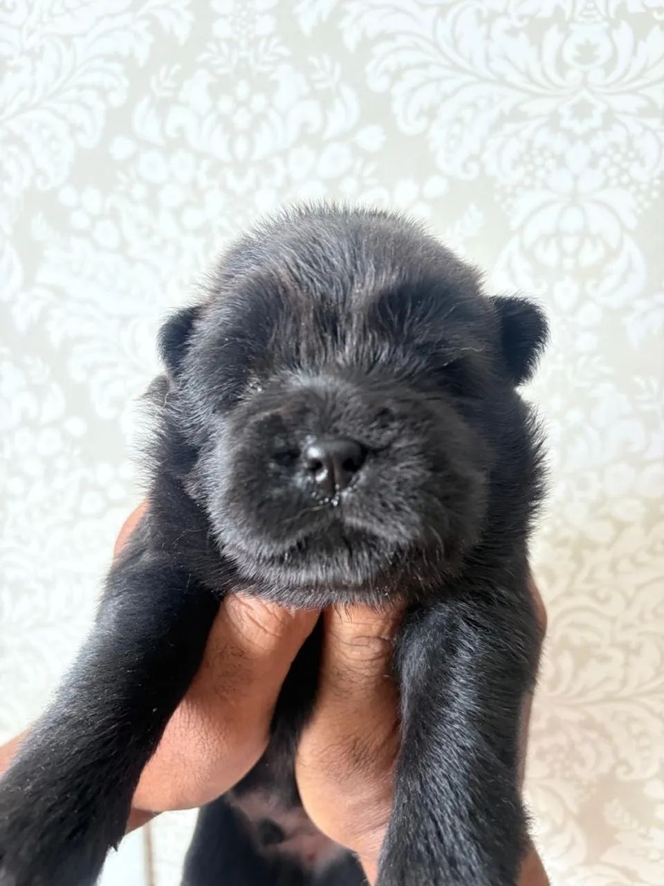 FILHOTES DE CHOW CHOW - Foto 4