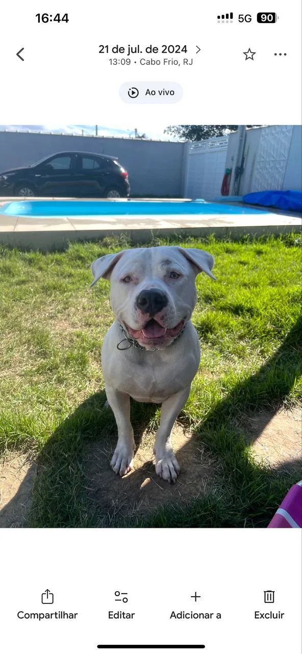 American Bully - Doação  - Foto 2