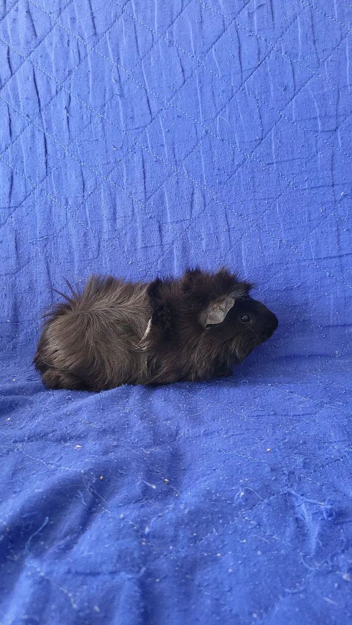 Porco da india  - Foto 6