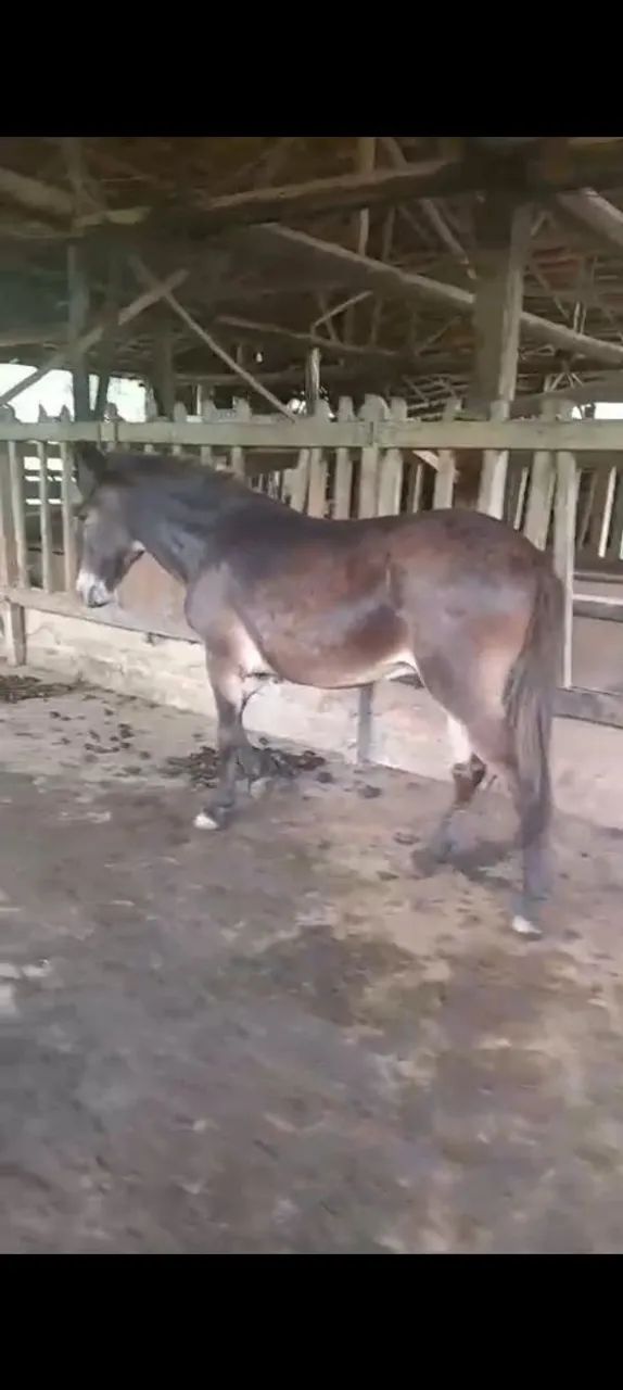Burro de serviço 