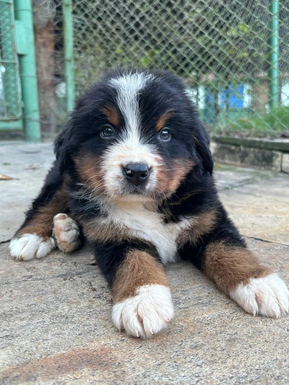 Bernese filhote  - Foto 2