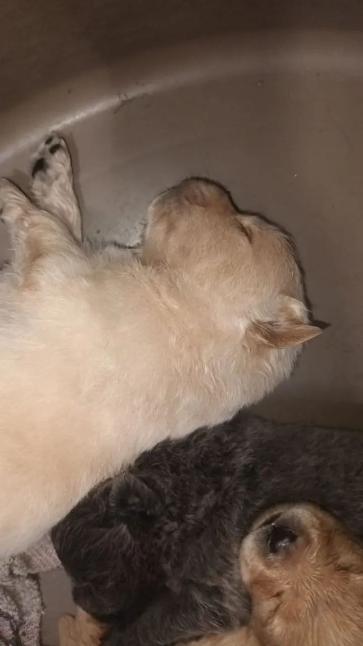 FILHOTES DE CHOW-CHOW ( 22 DIAS DE VIDA ) - Foto 2