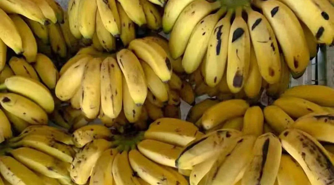 Melancia, Laranja e Mamão + entrega à domicílio  - Foto 4
