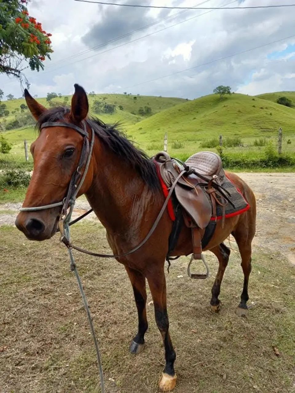 Cavalo  - Foto 3