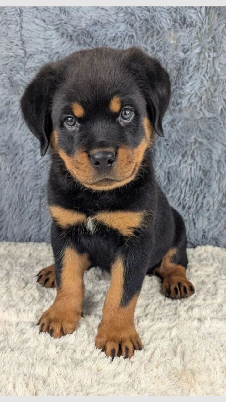 Rottweiler macho disponível pra venda 