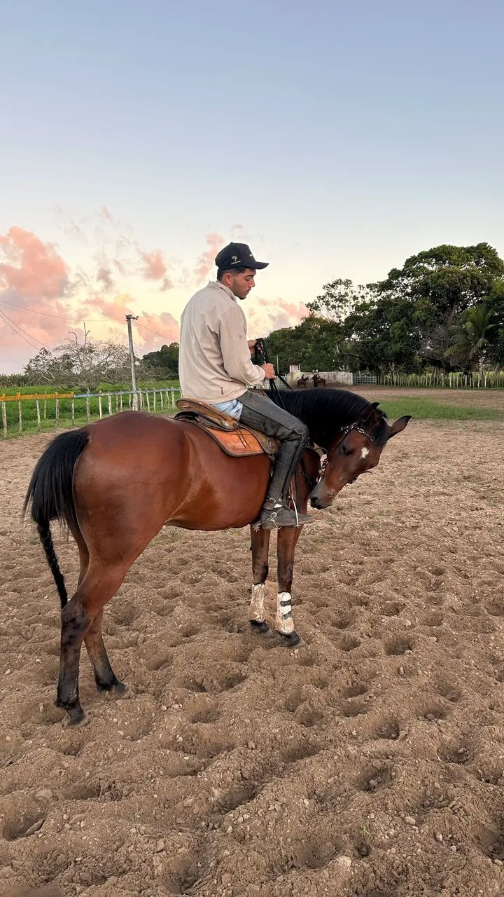 Cavalo de vaquejada  - Foto 3