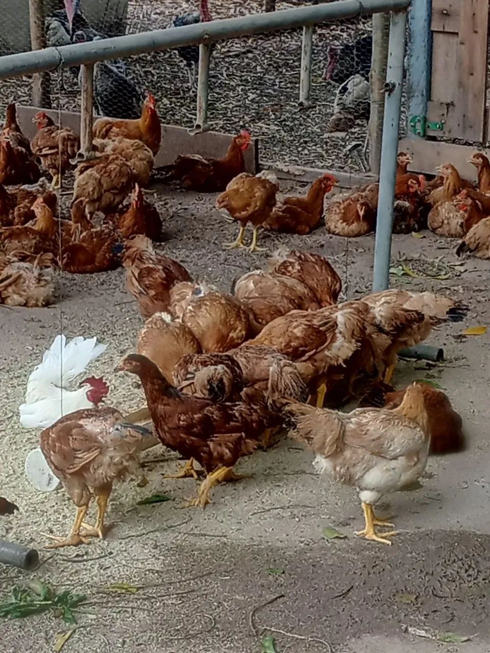 Galinha  - Foto 4