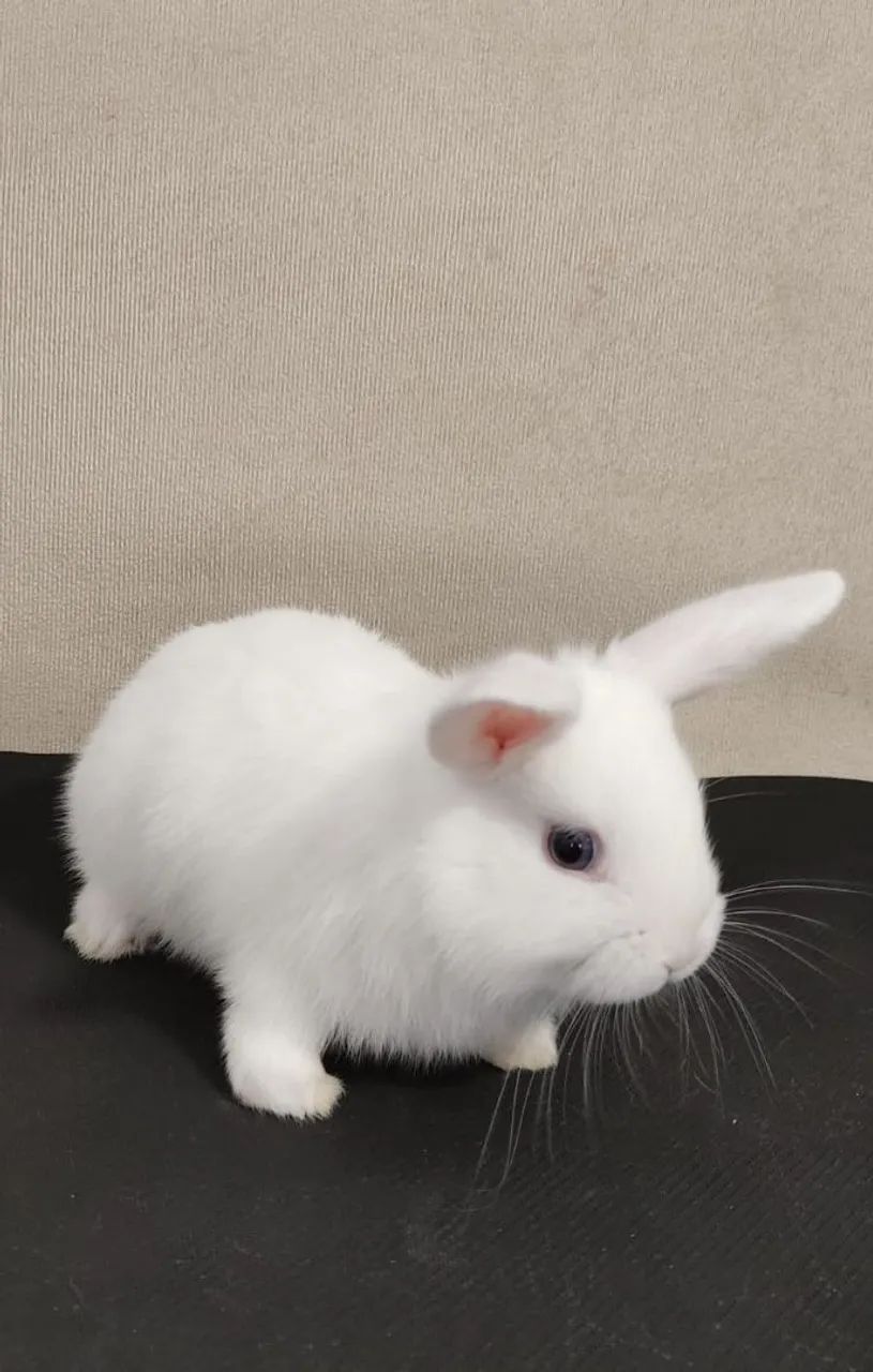 Mini Coelhos  - Foto 2