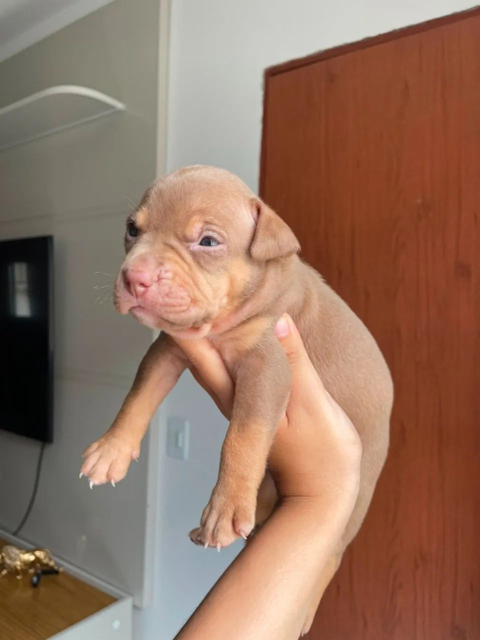 Lindos filhotes de Pitbull - Foto 2