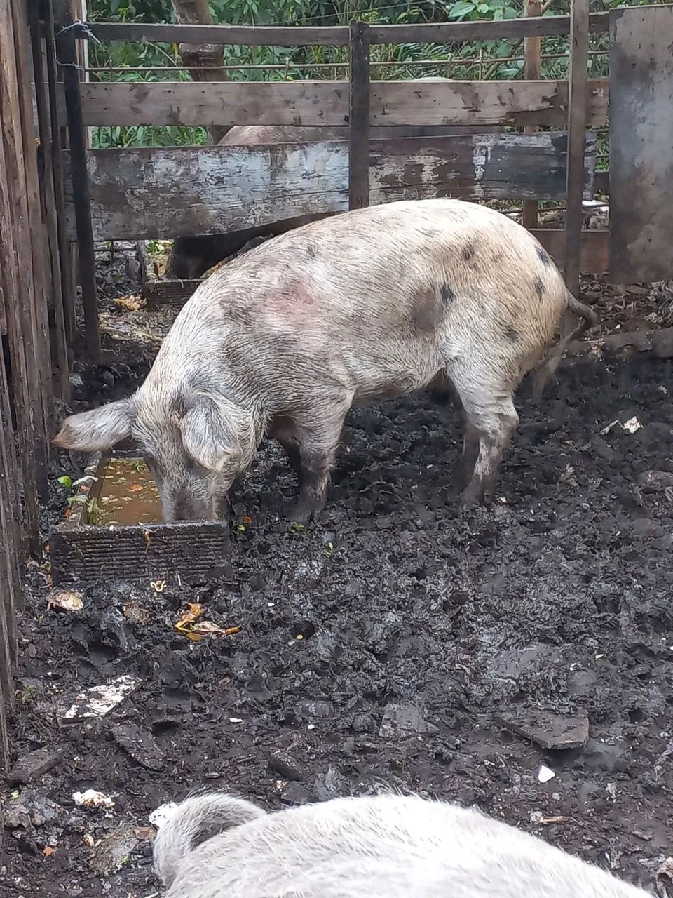 Vendo porcas  - Foto 2