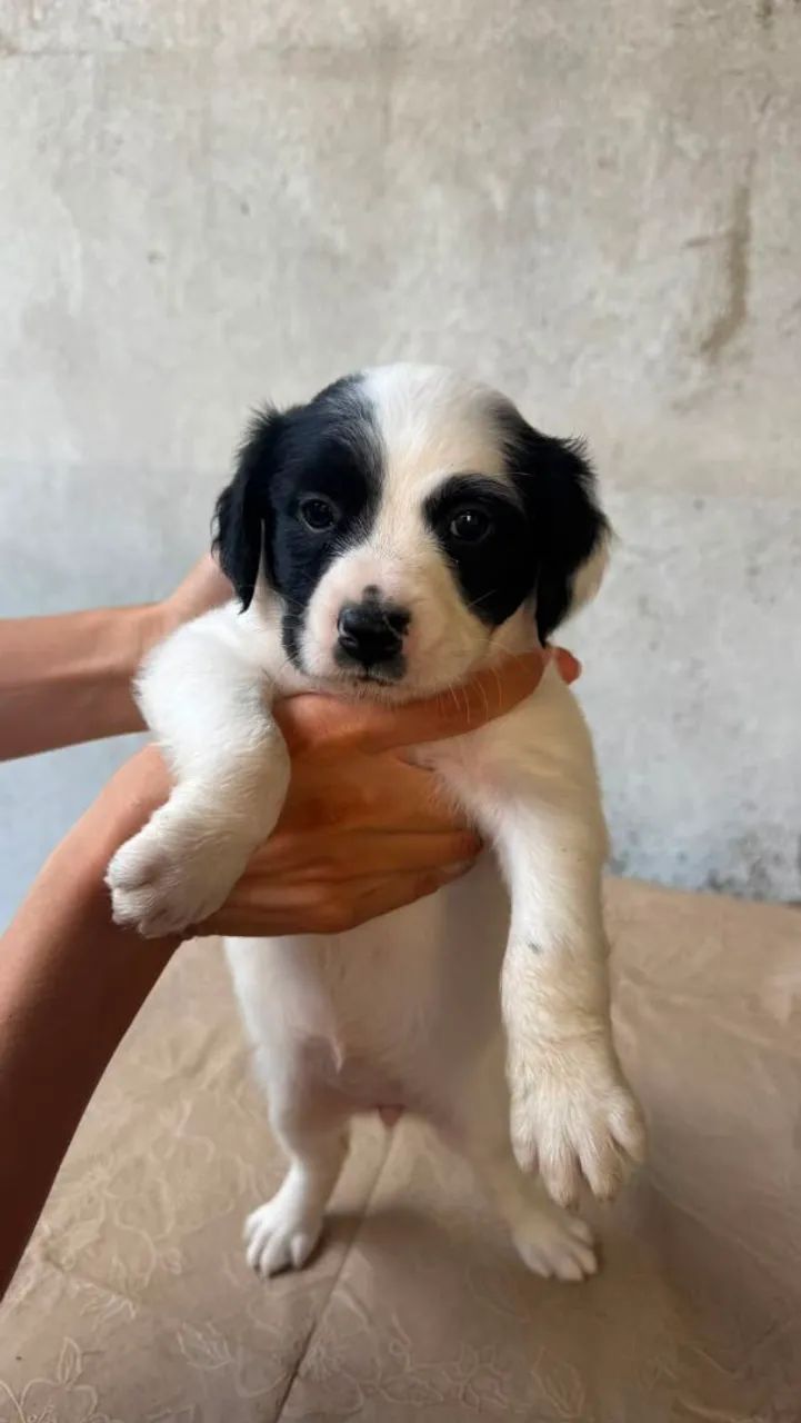 Cachorro 