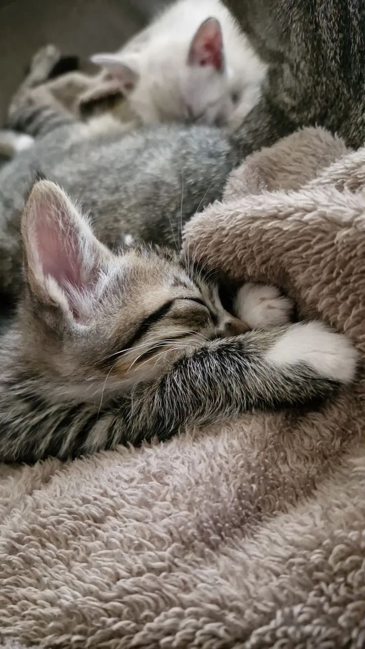 Gatos tigres - Foto 2