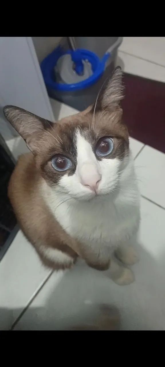 Gatinho para adoção responsavel - Foto 2