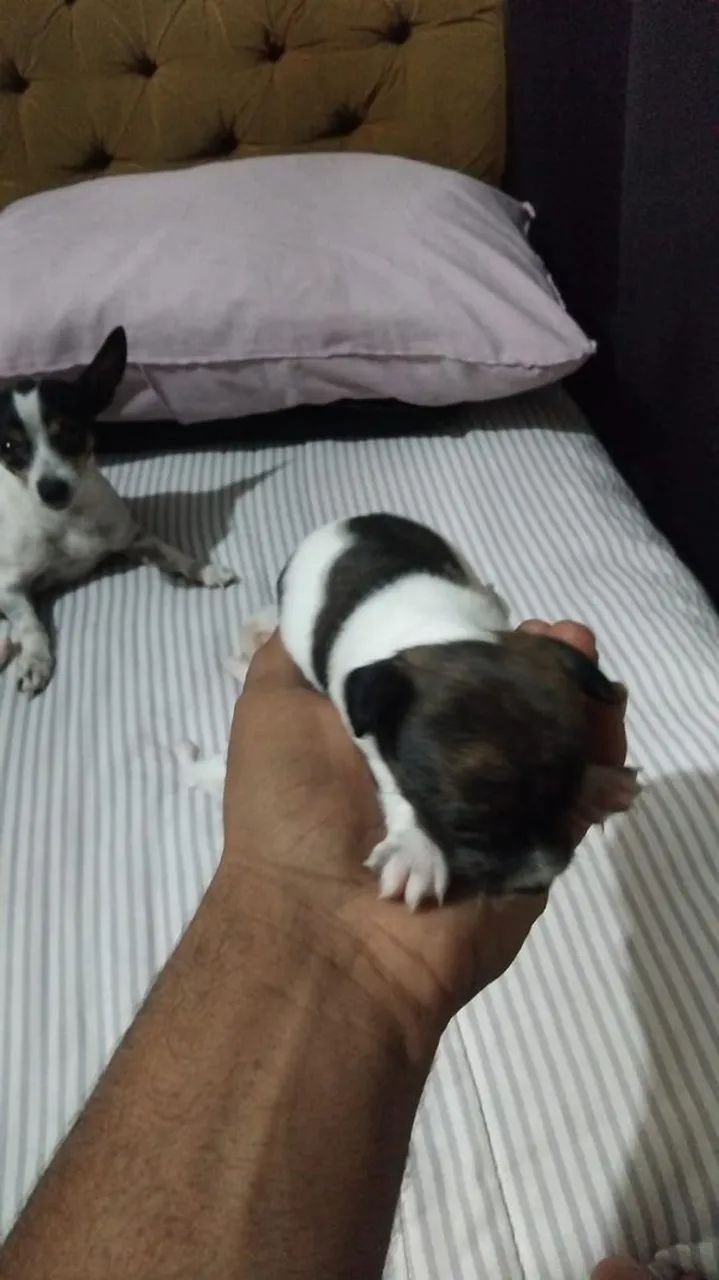 Filhotes de pinscher - Foto 2