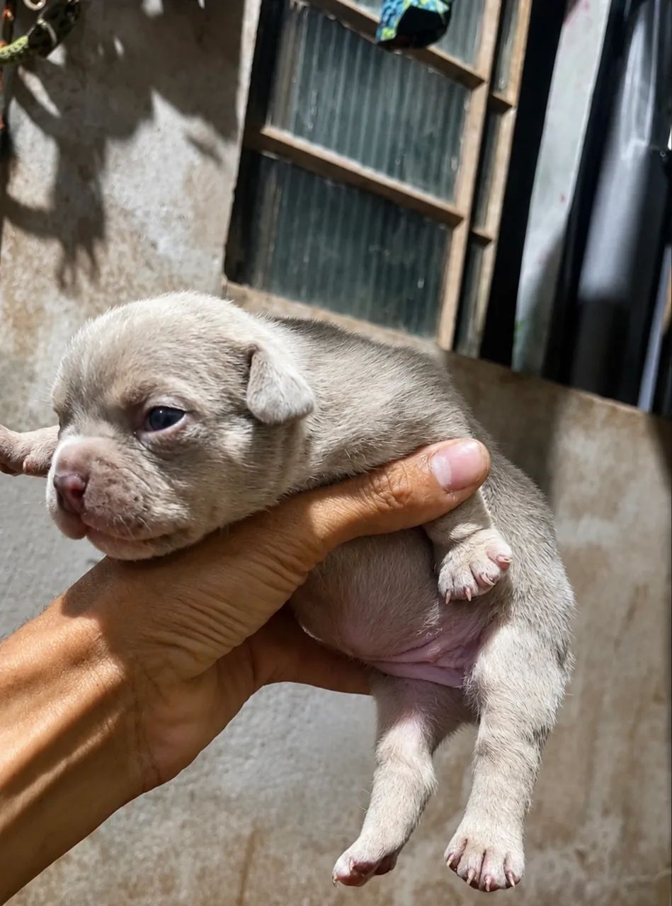 American bully micro  - Foto 3