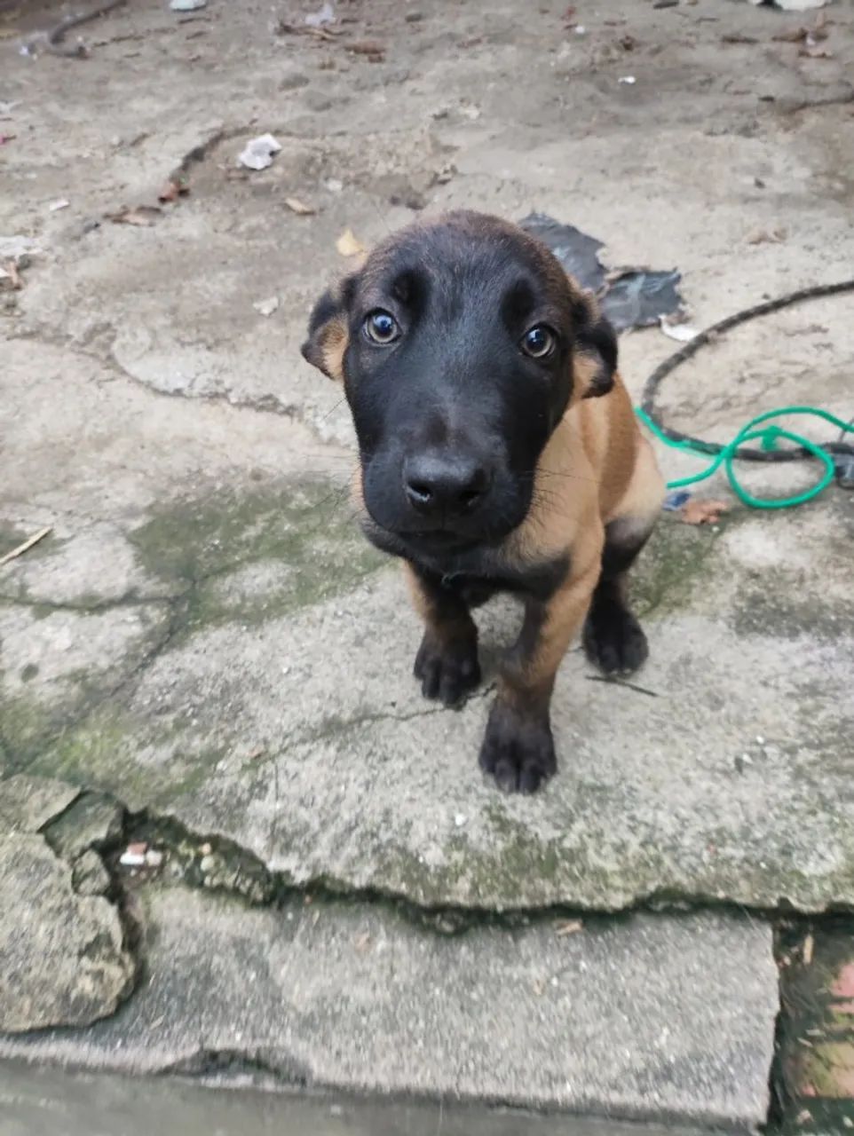 Cachorros filhotes 