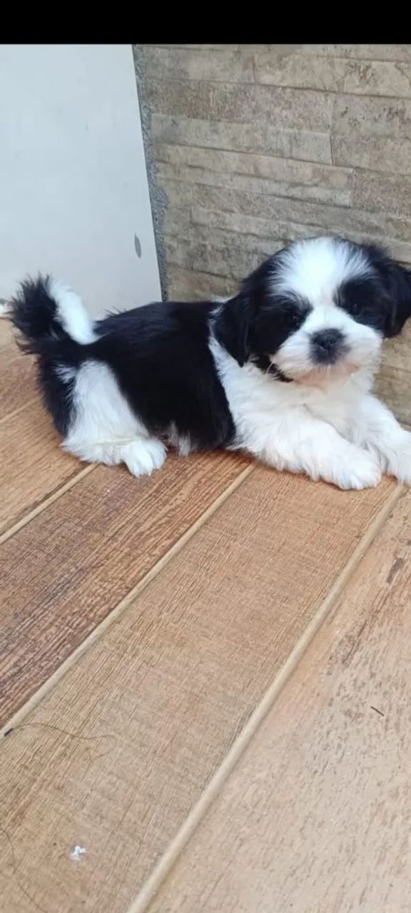 Shih Tzu  - Foto 5