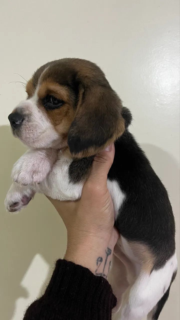 BEAGLE MINE 13 POLEGADAS ÚLTIMO!!! PARA EXIGENTES COM GARANTIAS  - Foto 3