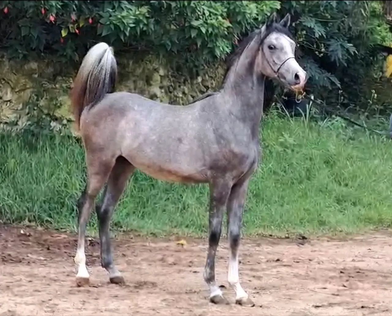 Potro Árabe  - Foto 2
