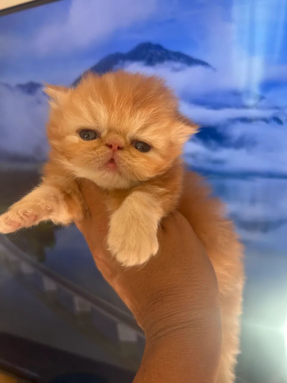 Gato persa