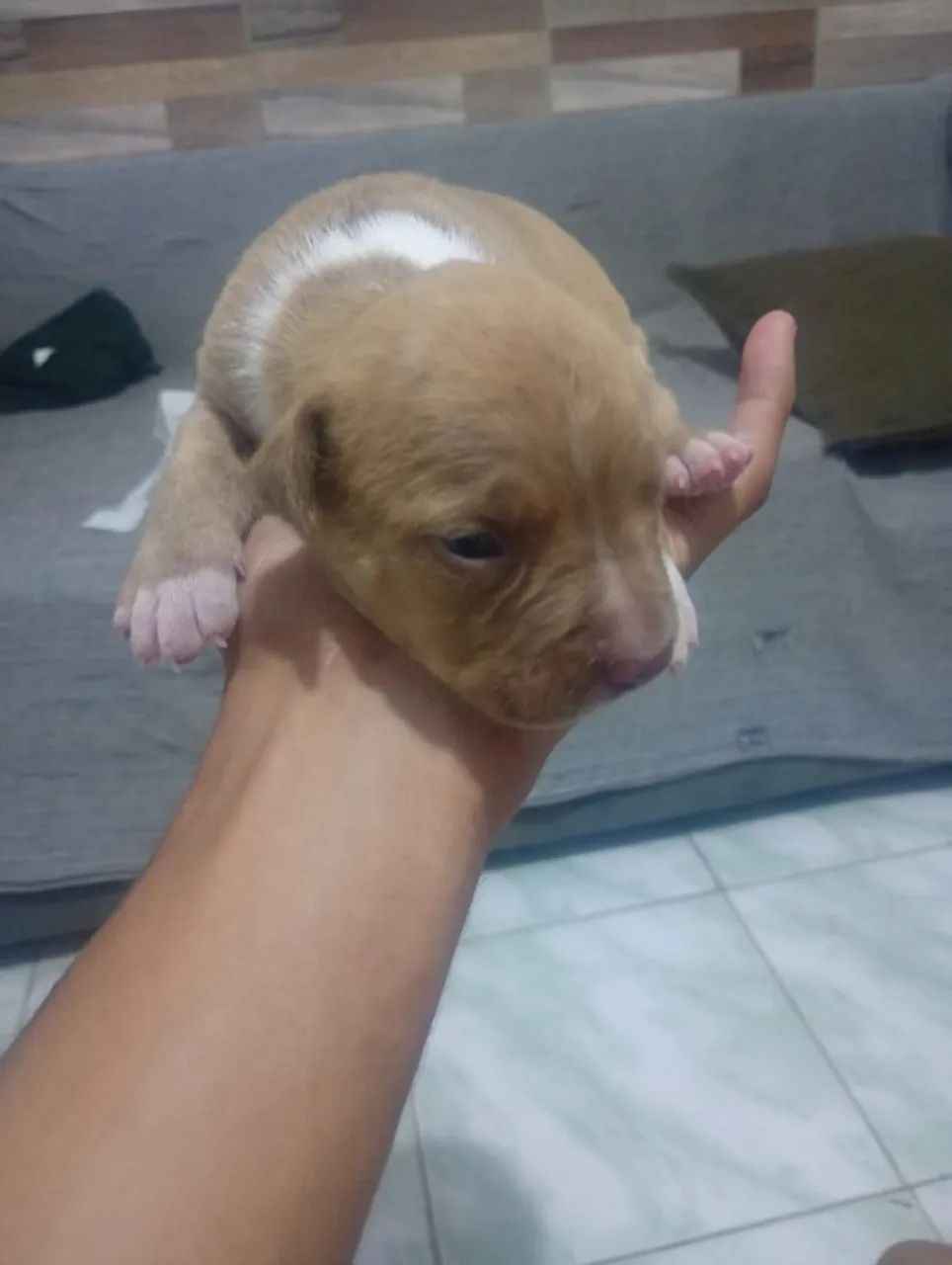 Cachorro  - Foto 3