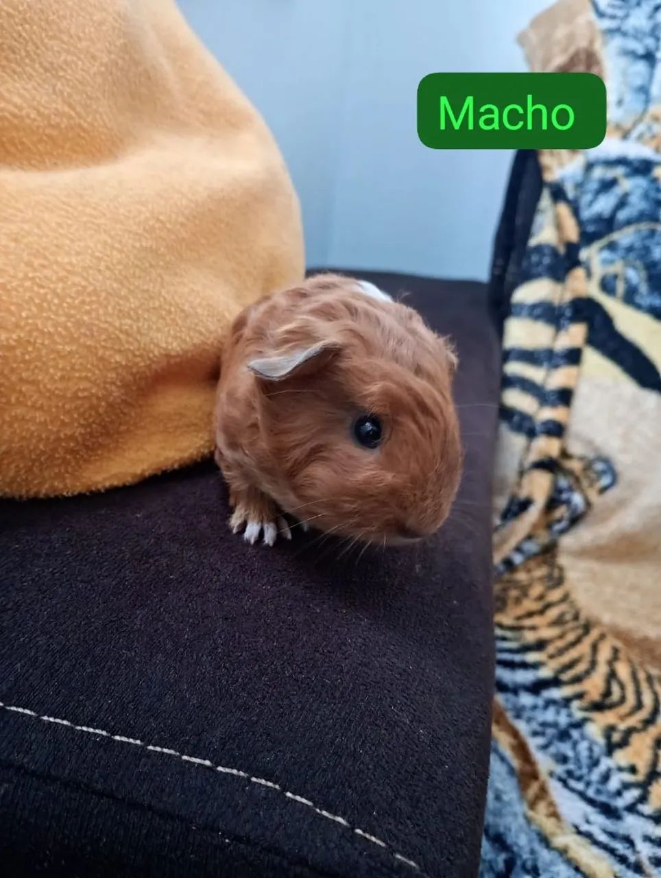 Vende se porquinho da índia 