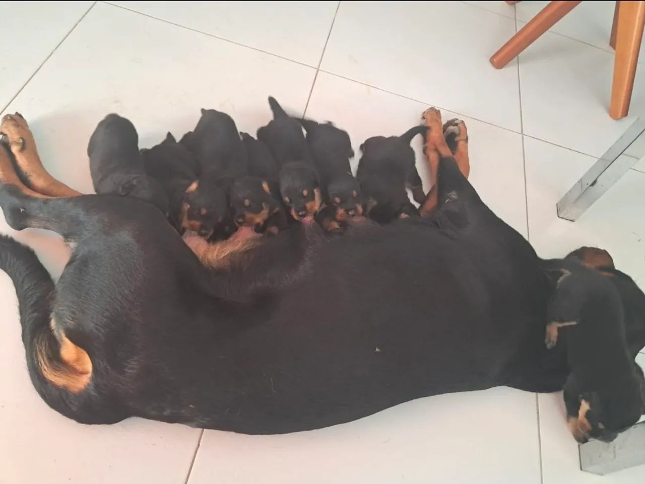 FILHOTES DE ROTTWEILER  - Foto 2