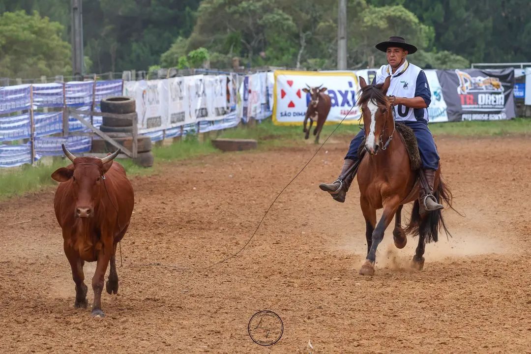 Égua crioula - Foto 3
