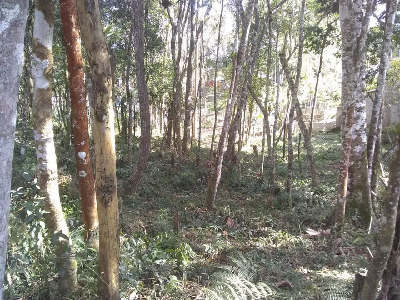 Terreno à Venda em Caputera, Cotia - SP - Foto 3