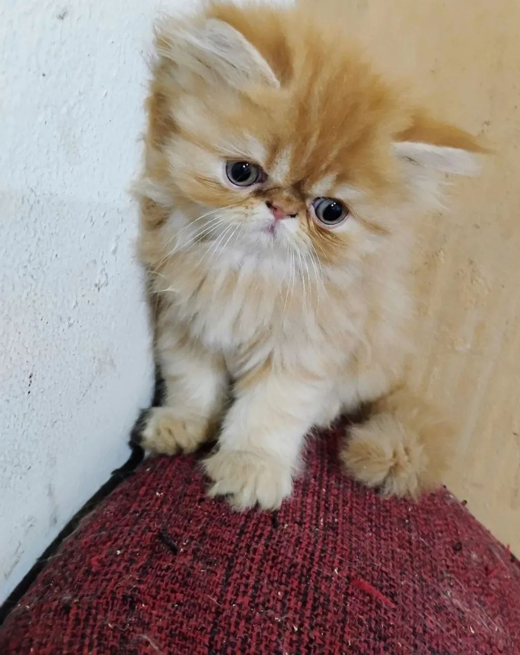 Gato Persa Filhotes Promoção Especial Últimos