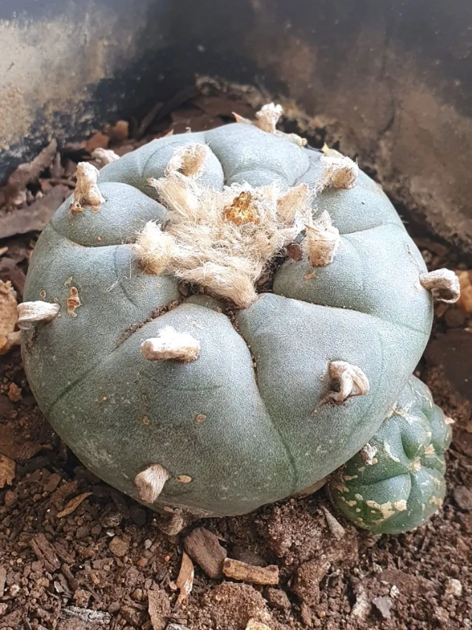 Lophophora williamsii Com 3 Brotos Pote Nº 5 - Foto 4