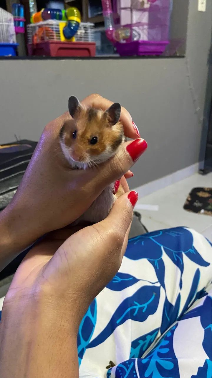 Hamster Sirio - Foto 5